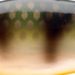 Daiwa Prorex Lazy Shad