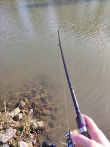 Daiwa Prorex X Dropshot 