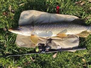 snoek